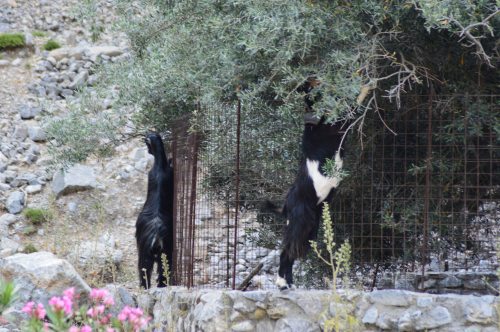goats agia roumeli samaria experience