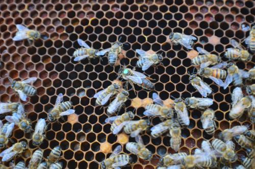 queen bee samaria experience